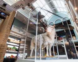 You can also see stuffed remains of famous cloned sheep 